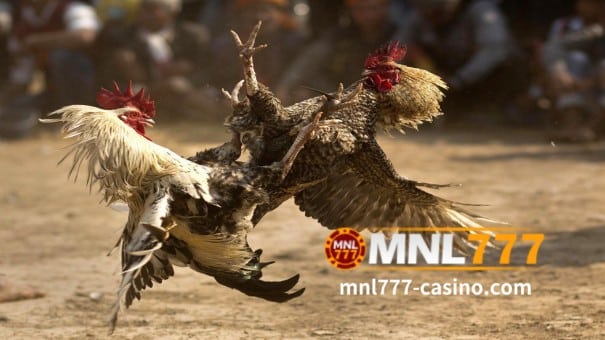 MNL777 Online Casino-Fighting Cock 1