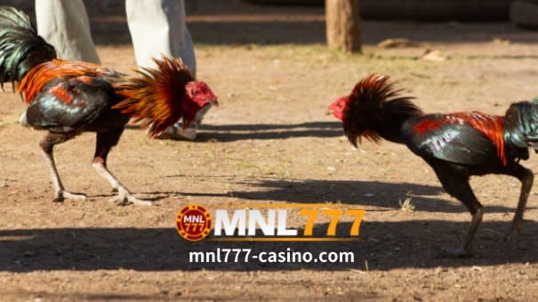MNL777 Online Casino-Sabong 2